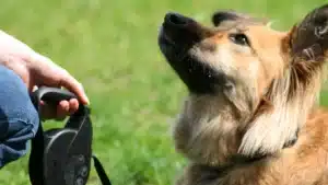 7 Effective Tips for Mastering Dog Training and Obedience Commands