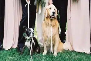 Custom Dog Bandanas For Weddings, Photoshoots, And Special Days