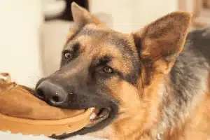 How Long Do You Have to File a Dog Bite Claim?