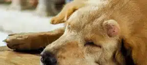 What is Salve and How Does It Soothe Tumors and Cysts in Dogs?