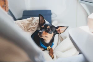 Can Esa Dogs Fly In Cabin? Rules, Airline Policies, And Travel Tips
