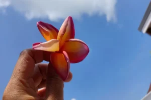 Plumeria Flower Meaning: Everything You Need To Know