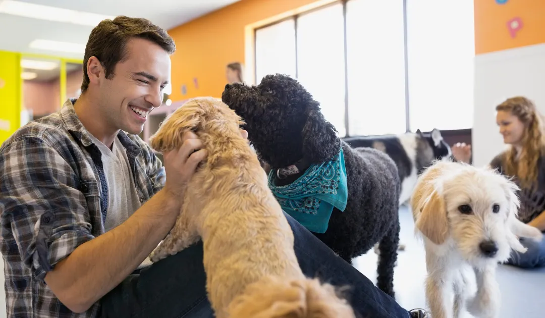 Dog Daycare