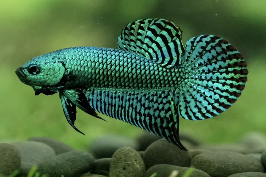 Green Alien Betta Fish