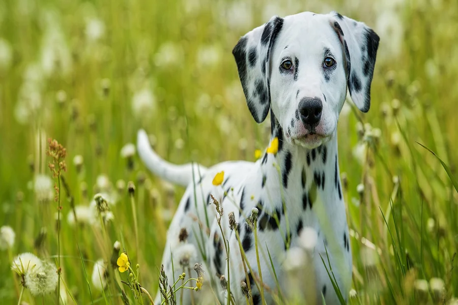 How to Protect Your Pup 7 Smart Flea Treatment Options