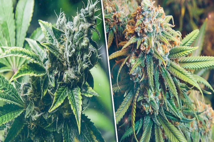 Important Things to Know Before Starting a Cannabis Growing Facility