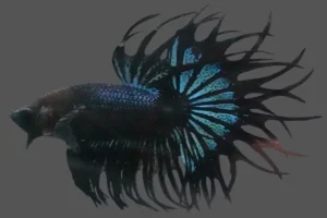 Eco-Friendly Beauty: Betta Fish for Calm, Sustainable Home Design