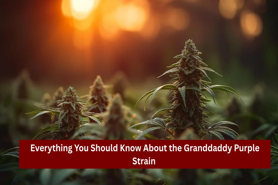 Granddaddy