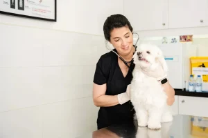 Top 7 Veterinary Clinics in Dubai: Where Pets Get the Care They Deserve