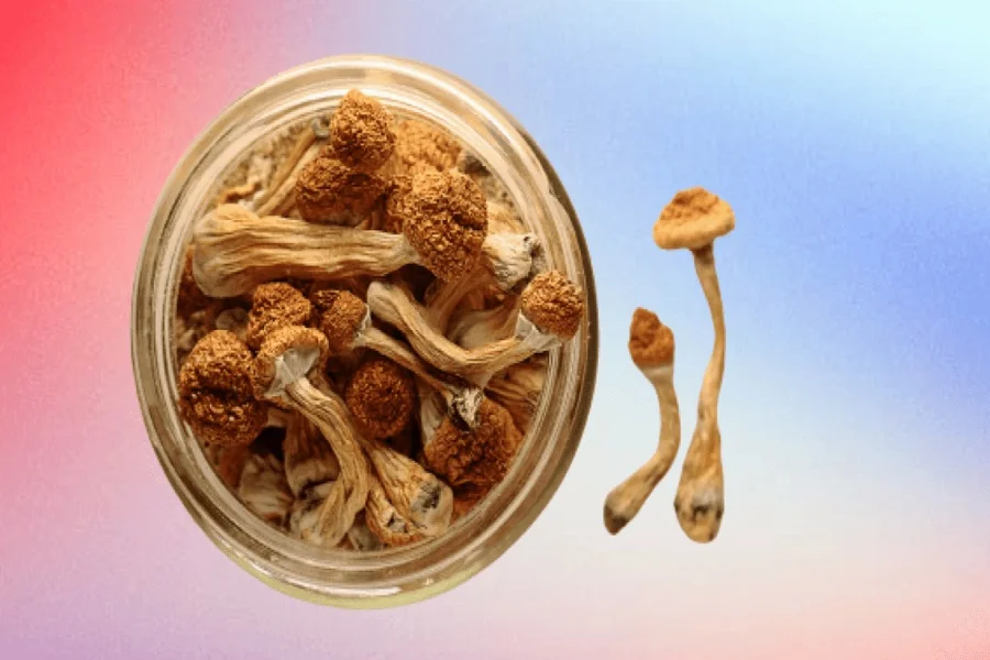 What Experts Look For When Buying Mushroom Spores Online