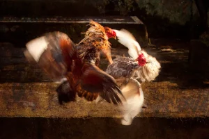 Why Online Sabong Is the Future of Cockfighting Entertainment