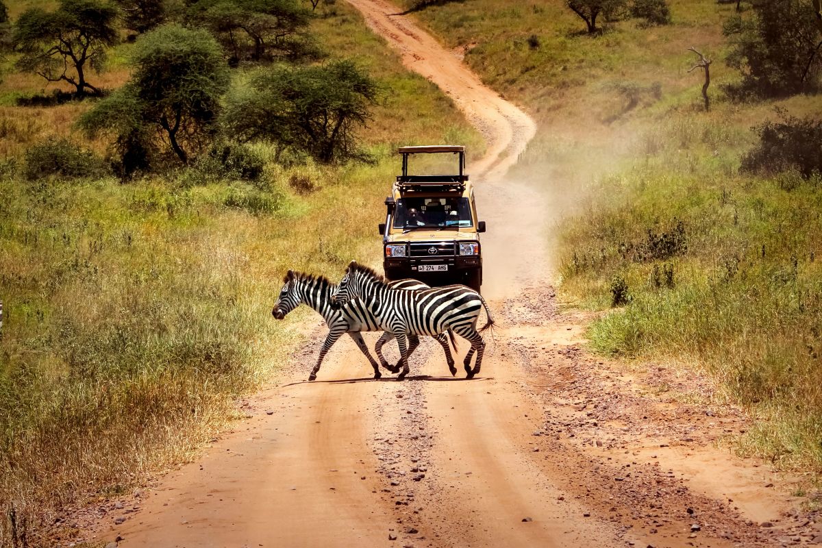 Wildlife