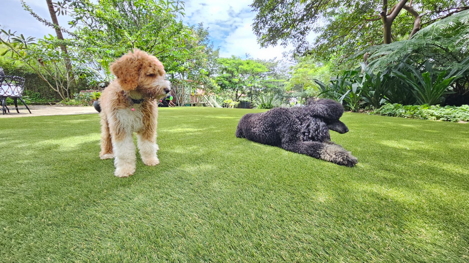 Artificial Grass