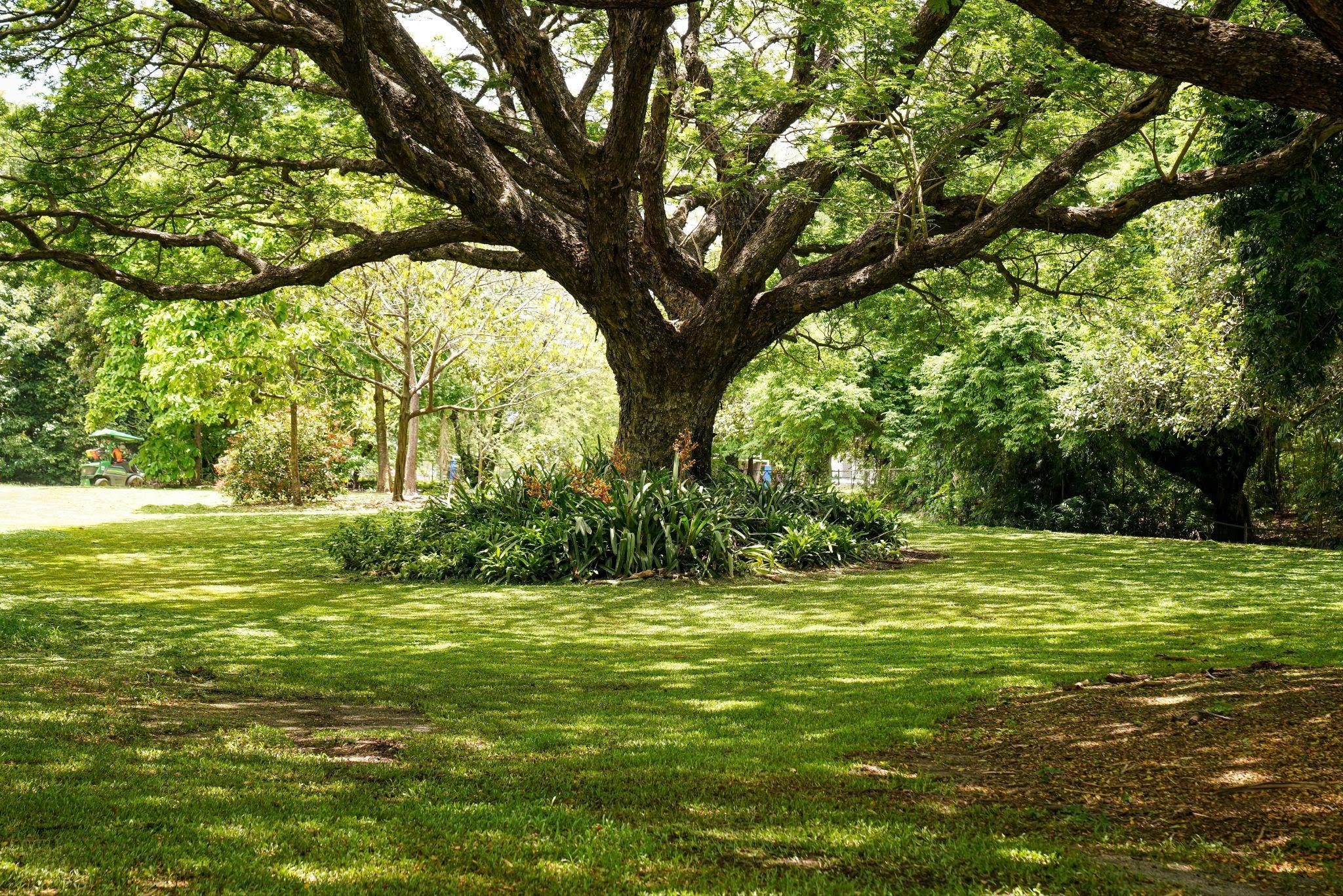 Trees and Shrubs