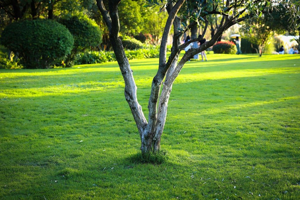 Trees and Shrubs