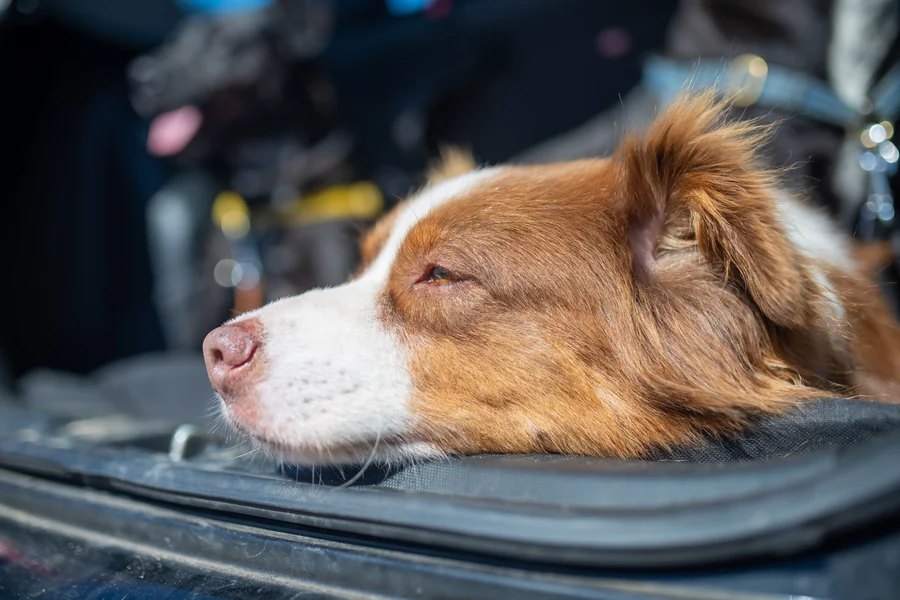 Dog