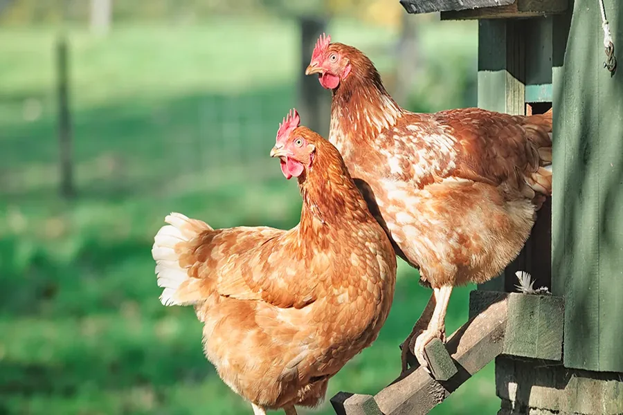 Chicken